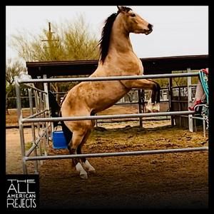 Meet your Posher, Bobbi